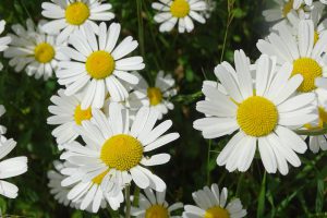 Boeck_04