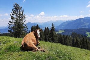 Die entspannte Kuh_400_267